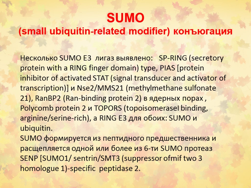SUMO (small ubiquitin-related modifier) конъюгация Несколько SUMO E3 лигаз выявлено: SP-RING (secretory protein with